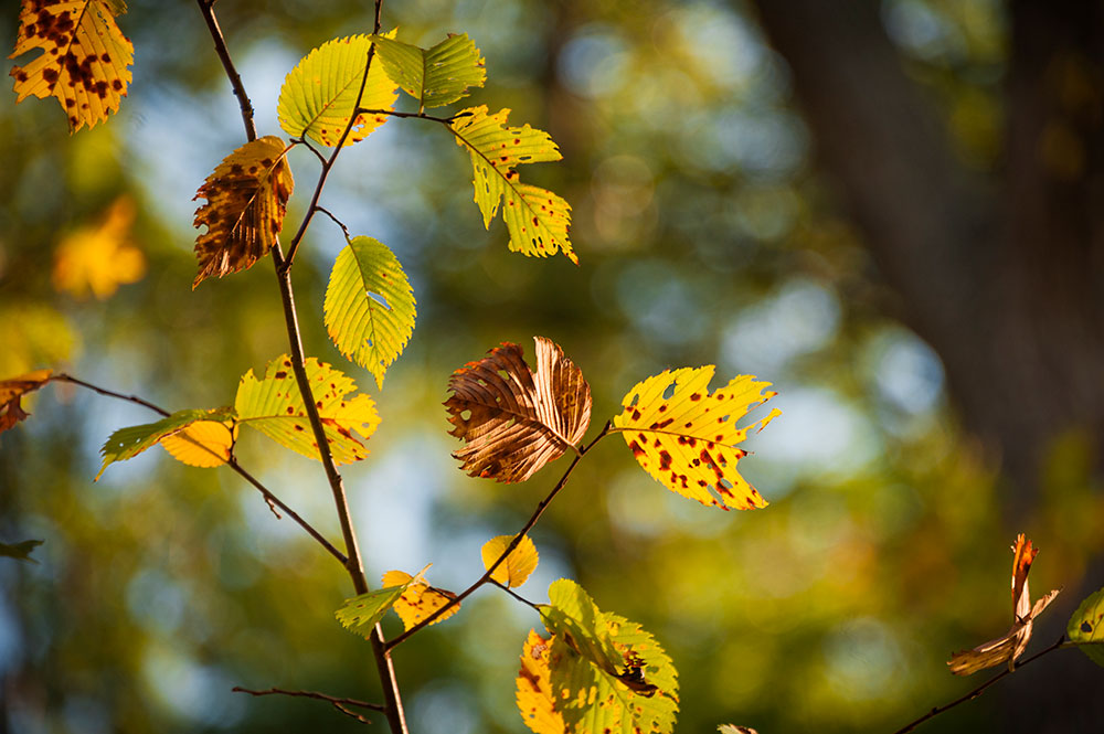 The Riverwood Conservancy 5